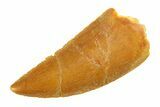 Serrated, Raptor Tooth - Real Dinosaur Tooth #295718-1